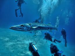 Image result for Dive Barracuda
