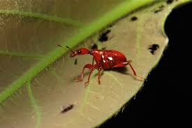 Attēlu rezultāti vaicājumam “Attelabidae”