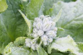 Attēlu rezultāti vaicājumam “Borago officinalis bud”