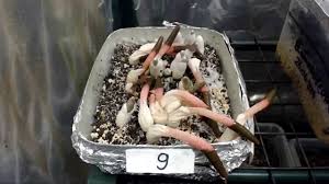 Attēlu rezultāti vaicājumam “Mutinus ravenelii”