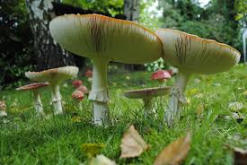 Image result for vliegenzwam