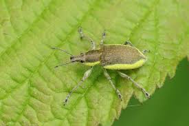 Attēlu rezultāti vaicājumam “Chlorophanus viridis”