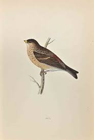 Image result for twite photo