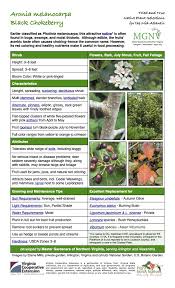 Attēlu rezultāti vaicājumam “Aronia melanocarpa”