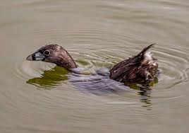 Image result for Podilymbus podiceps