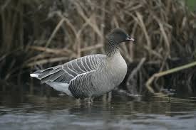 Attēlu rezultāti vaicājumam “Anser brachyrhynchus adult”