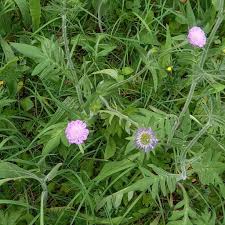 Image result for Knautia arvensis