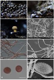 Attēlu rezultāti vaicājumam “Diderma roanense spores”
