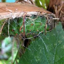 Attēlu rezultāti vaicājumam “Saturnia pavonia cocoon”