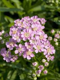 Image result for Achillea Ptarmica