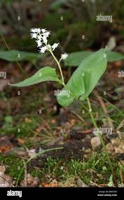 Attēlu rezultāti vaicājumam “Maianthemum bifolium leaf”