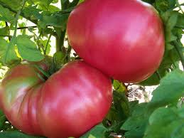 Afbeeldingsresultaat voor brandywine sudduth tomato