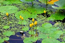 Attēlu rezultāti vaicājumam “Nuphar lutea leaf”