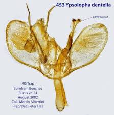 Attēlu rezultāti vaicājumam “Ypsolophidae”