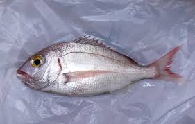 Image result for Pagellus bogaraveo