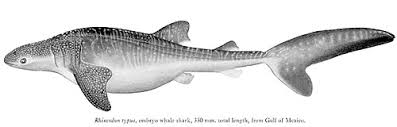 Image result for Rhincodon typus