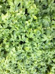 Attēlu rezultāti vaicājumam “Callitriche verna flower”