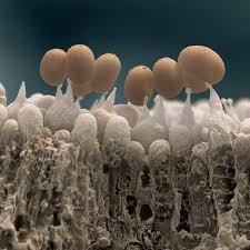 Attēlu rezultāti vaicājumam “Cribraria rufa spores”