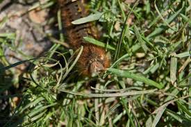 Attēlu rezultāti vaicājumam “Euthrix potatoria cocoon”