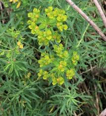 Attēlu rezultāti vaicājumam “Euphorbia virgata”