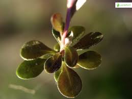 Attēlu rezultāti vaicājumam “Polygala amarella leaf”