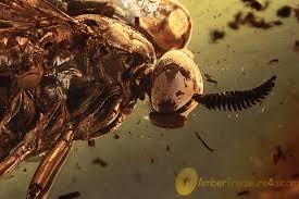 Attēlu rezultāti vaicājumam “Xylophagidae”