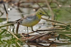 Attēlu rezultāti vaicājumam “Motacilla citreola”