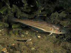 Image result for Merlangius merlangus