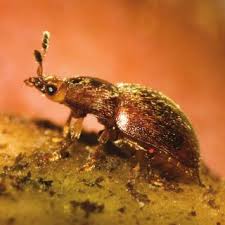 Attēlu rezultāti vaicājumam “Cychramus luteus”