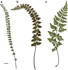 Attēlu rezultāti vaicājumam “Asplenium trichomanes”