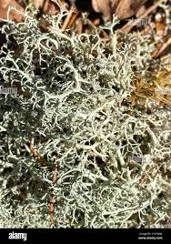 Attēlu rezultāti vaicājumam “Cladonia ciliata”