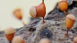 Attēlu rezultāti vaicājumam “Heterotrichia ferruginea (syn. Arcyria ferruginea)”