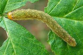 Attēlu rezultāti vaicājumam “Tenthredo scrophulariae larva”
