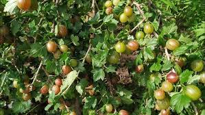 Attēlu rezultāti vaicājumam “Ribes uva-crispa fruit”