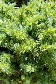 Attēlu rezultāti vaicājumam “Larix kaempferi leaf”