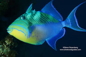 Image result for Balistes vetula