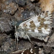 Attēlu rezultāti vaicājumam “Pyrgus alveus upperside”
