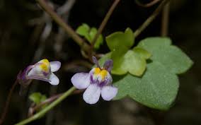 Attēlu rezultāti vaicājumam “Cymbalaria muralis”