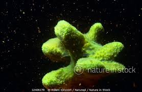 Attēlu rezultāti vaicājumam “Spongilla lacustris”