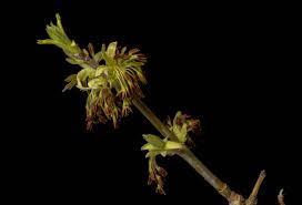 Attēlu rezultāti vaicājumam “Acer negundo female flower”