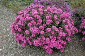 Image result for Aster novae-angliae