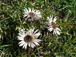 Image result for Silberdistel