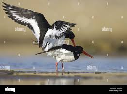 Attēlu rezultāti vaicājumam “Haematopus ostralegus”