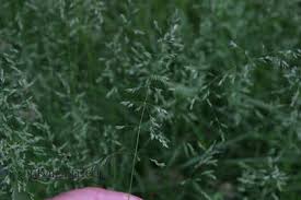 Attēlu rezultāti vaicājumam “Poa pratensis fruit”