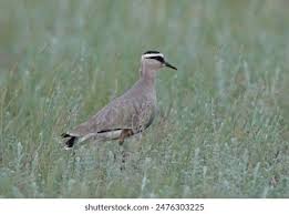 Image result for Vanellus gregarius