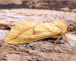 Attēlu rezultāti vaicājumam “Hepialus humuli male”