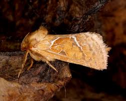 Attēlu rezultāti vaicājumam “Hepialus sylvina female”
