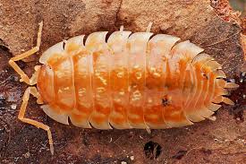 Attēlu rezultāti vaicājumam “Oniscus asellus”