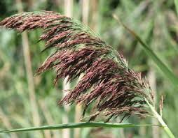Attēlu rezultāti vaicājumam “Phragmites communis flower”