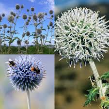 Attēlu rezultāti vaicājumam “Echinops sphaerocephalus flower”